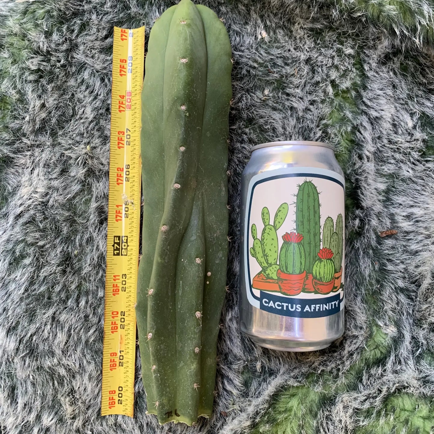 mac x pc JS726 - 10” tip cut - live cactus plant