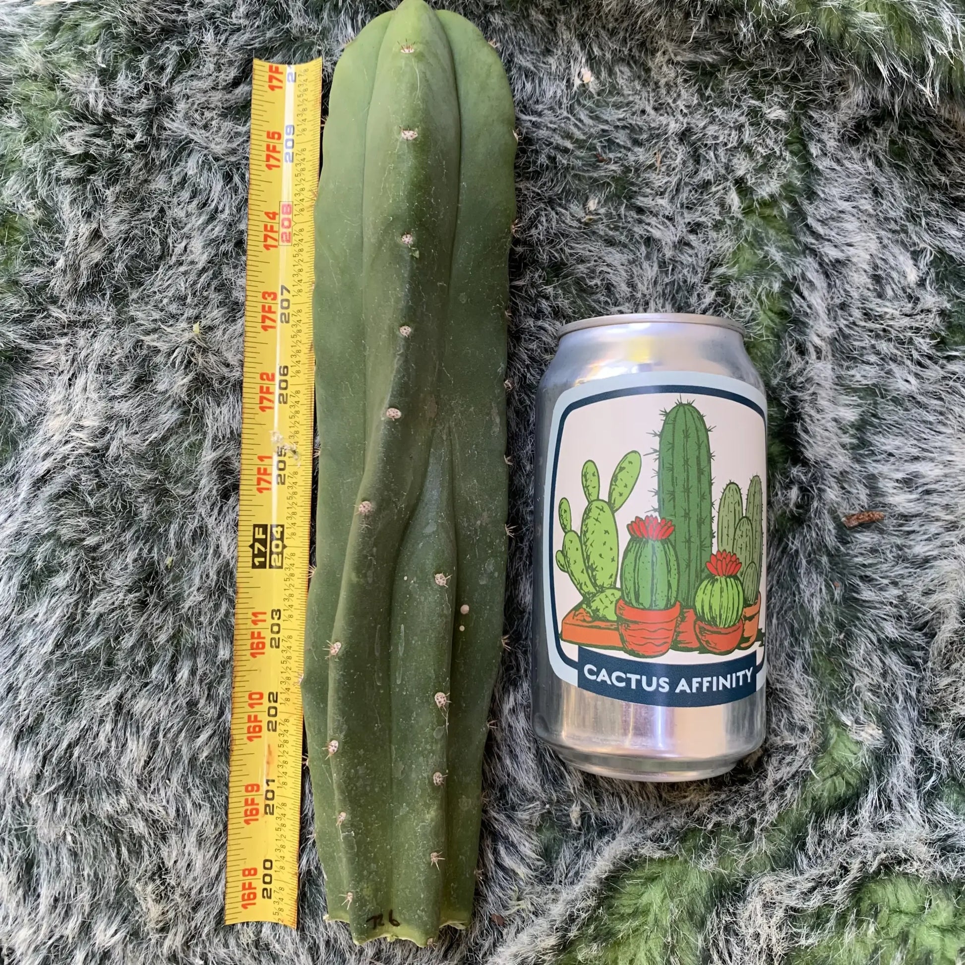 mac x pc JS726 - 10” tip cut - live cactus plant