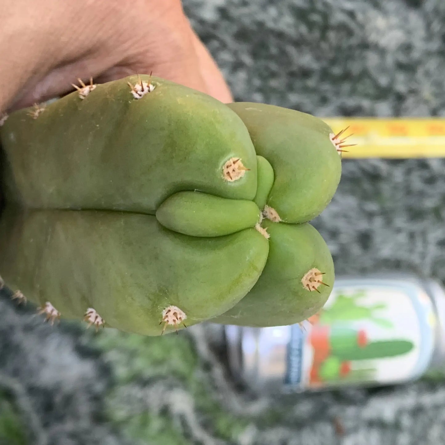 mac x pc JS726 - 10” tip cut - live cactus plant