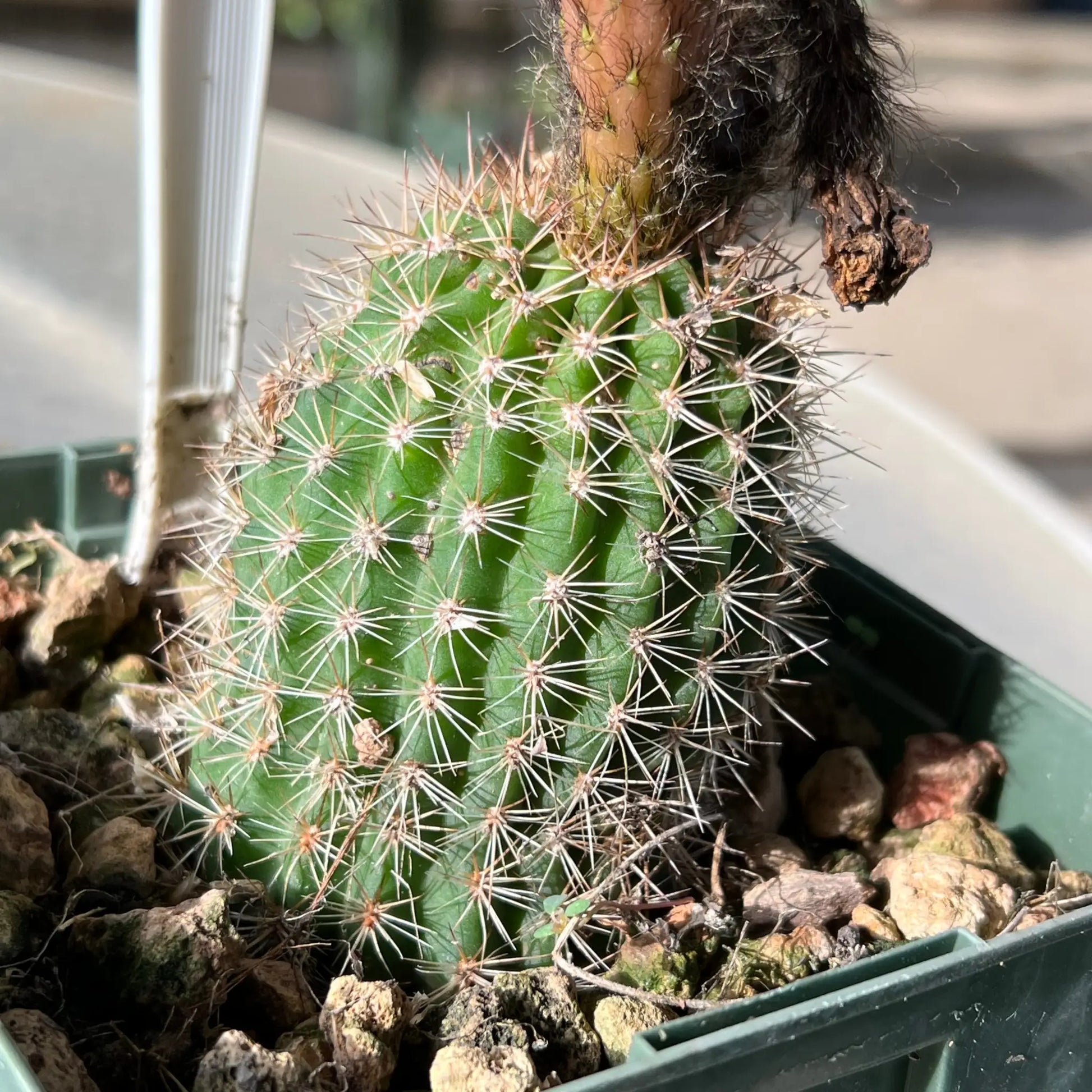 JSFL54 - 50 seeds - Seeds