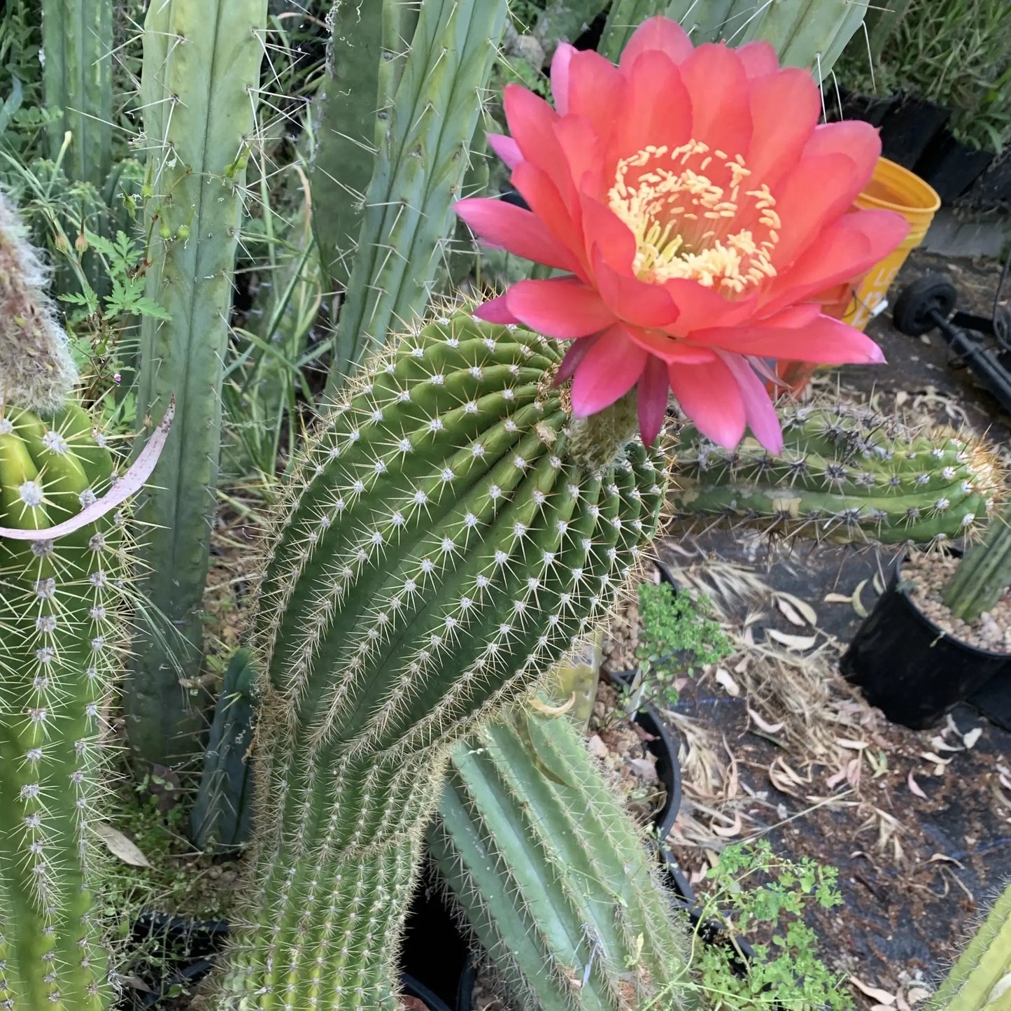 JSFL80 - 10” tip cut - live cactus plant