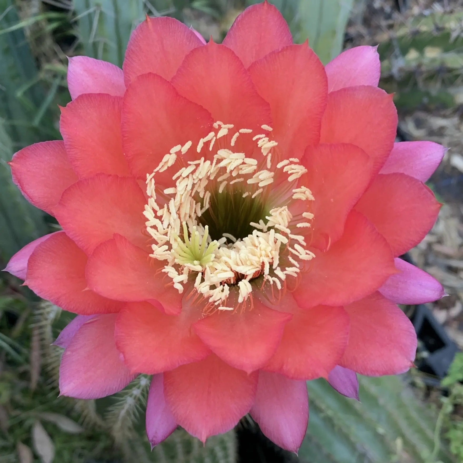 JSFL80 - 10” tip cut - live cactus plant