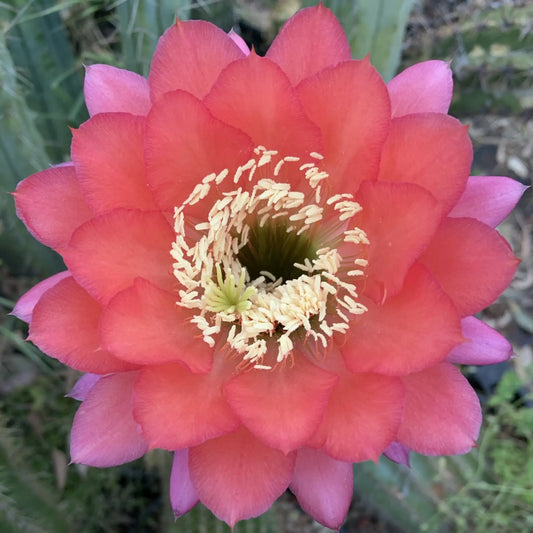 JSFL80 - 10” tip cut - live cactus plant