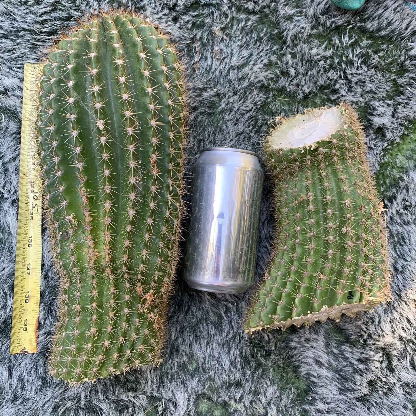JSFL80 - 10” tip cut - live cactus plant