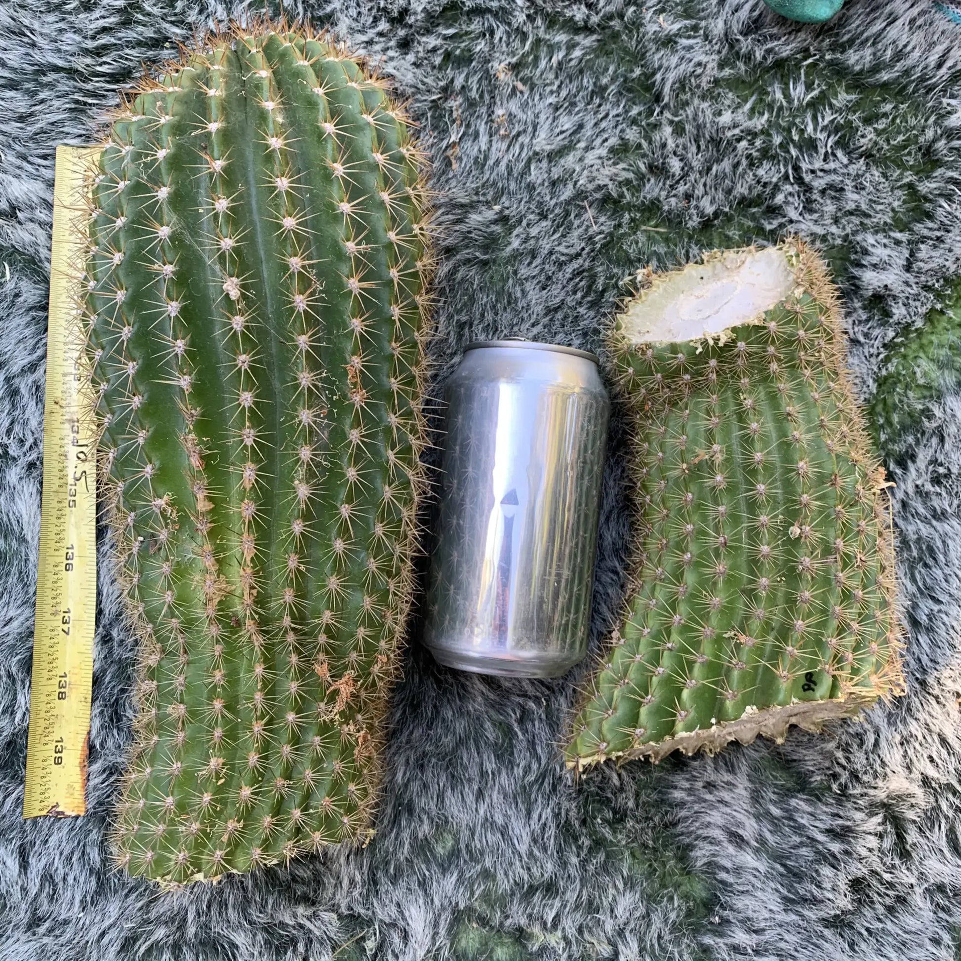 JSFL80 - 10” tip cut - live cactus plant