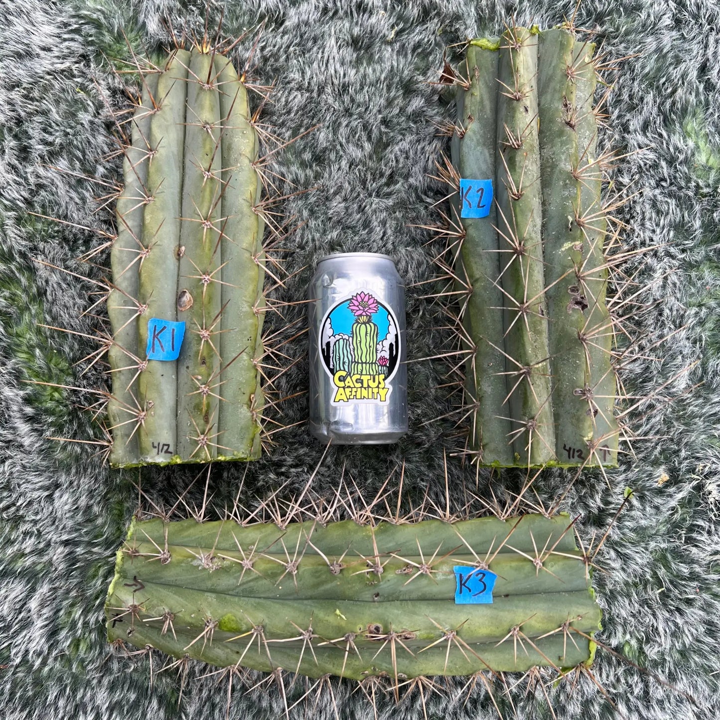a Kakster peru - K1 10” tip cut - live cactus plant