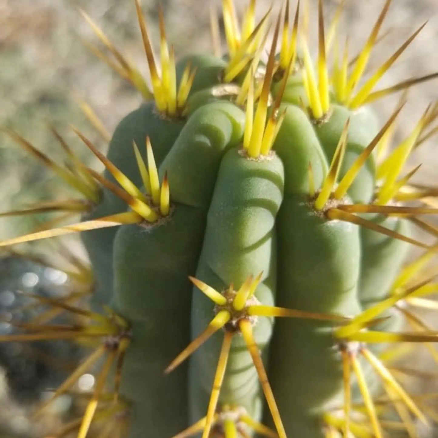 a Kakster peru - live cactus plant