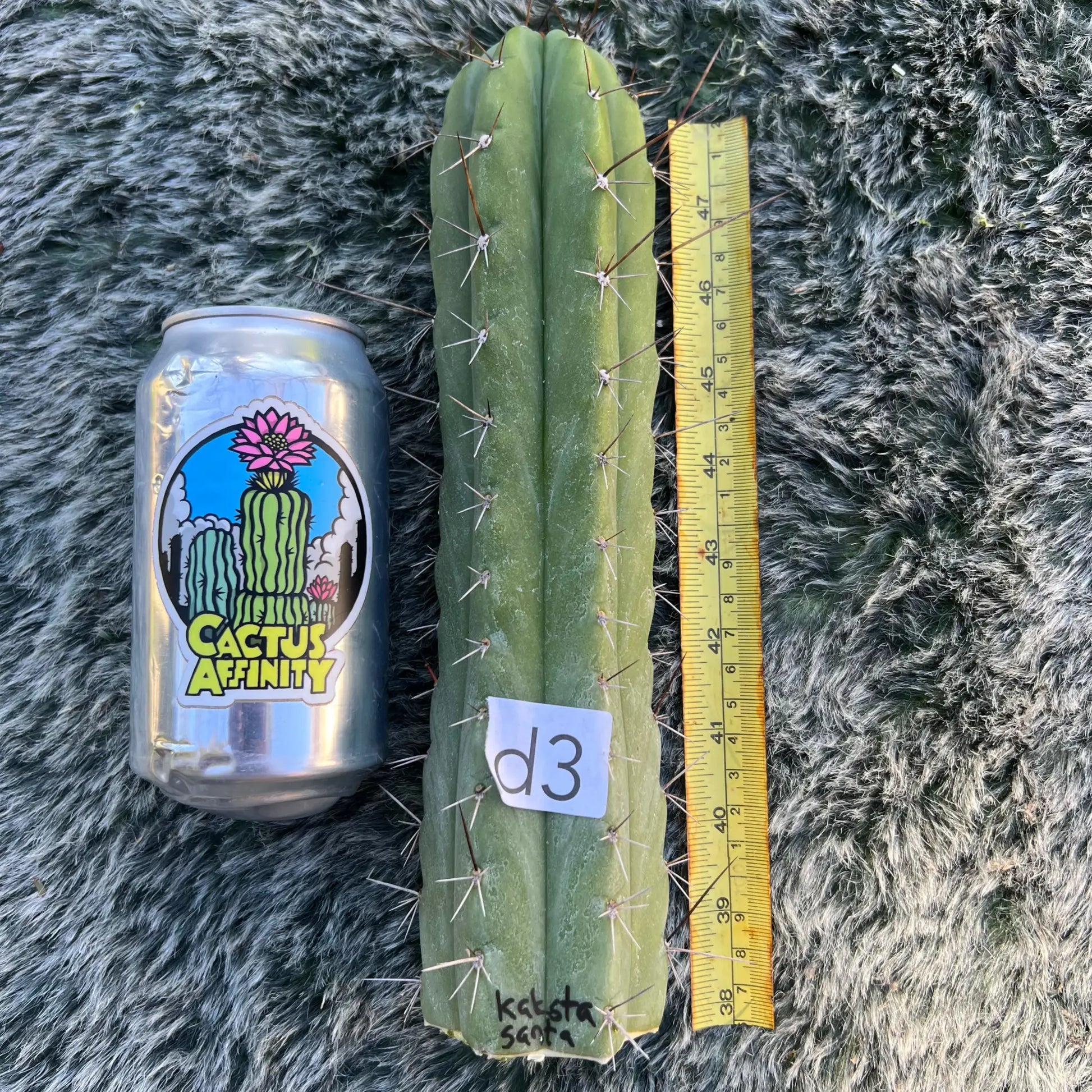 Kakster’s santaensis - c4 16” tip cutting - live cactus