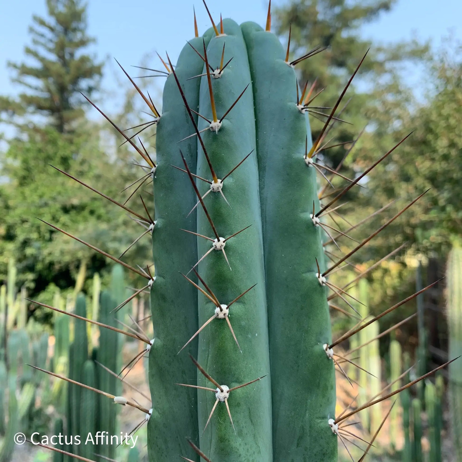Kakster’s santaensis - c4 16” tip cutting - live cactus