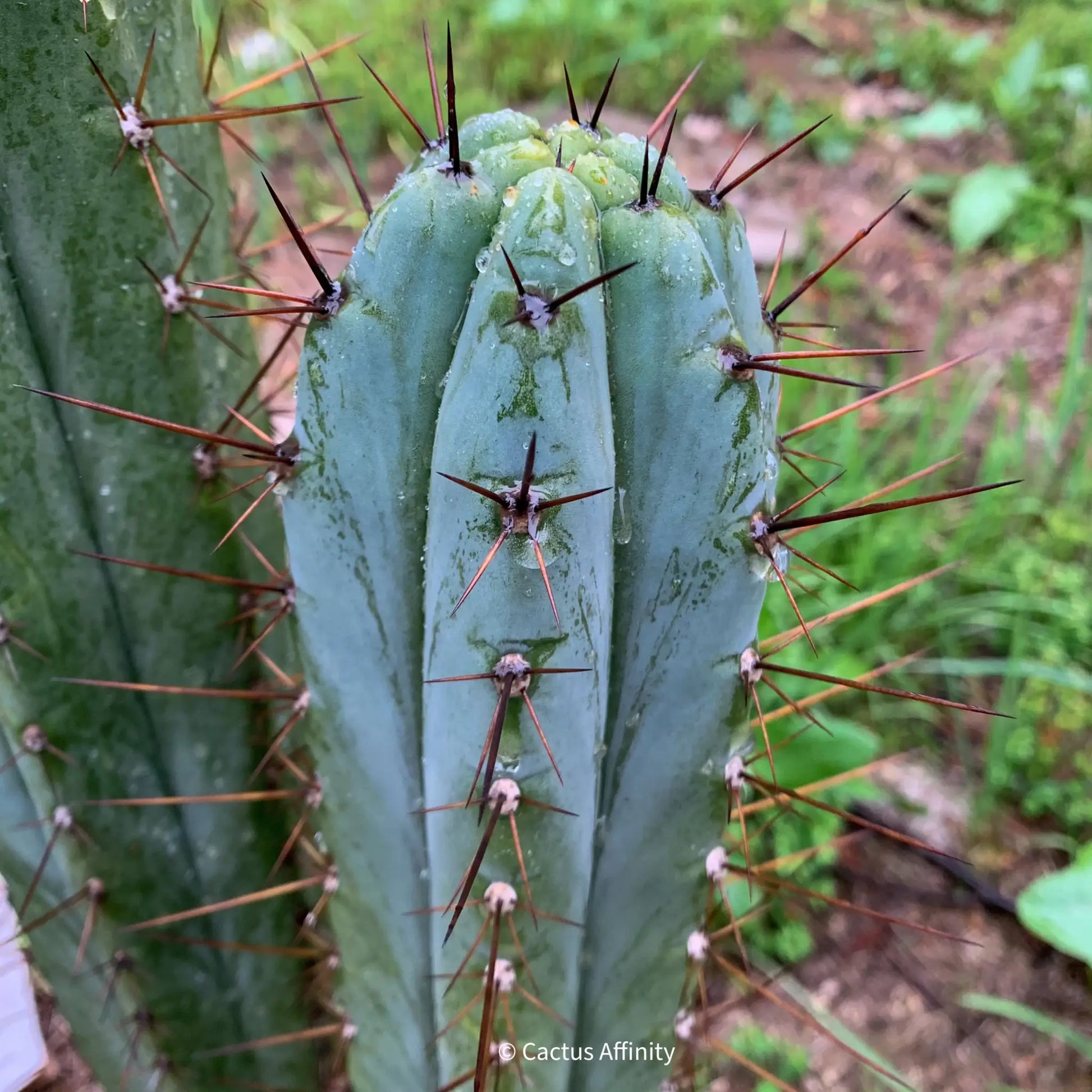 Kakster’s santaensis - c4 16” tip cutting - live cactus