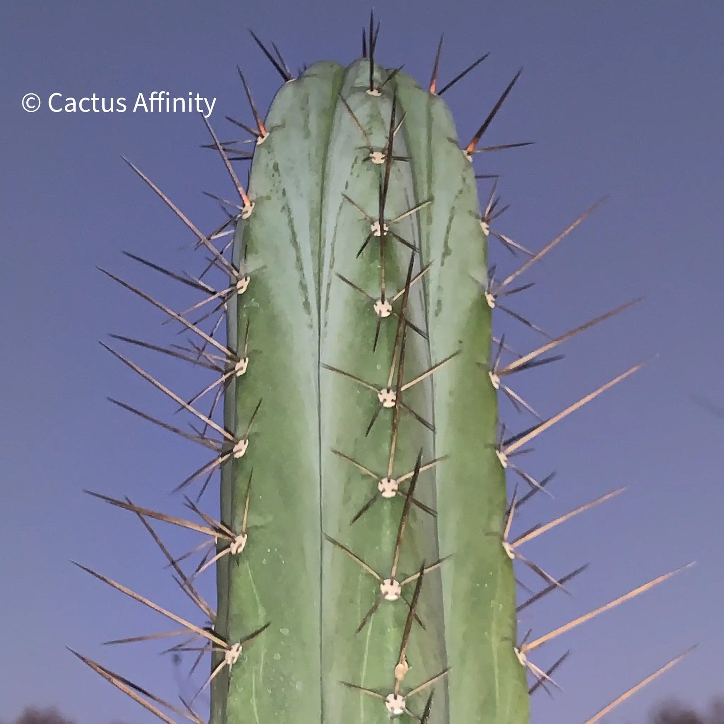 Kakster’s santaensis - c4 16” tip cutting - live cactus