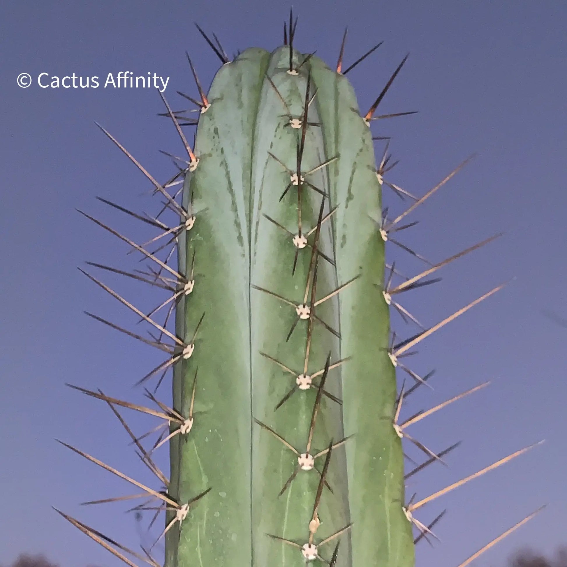 Kakster’s santaensis - c4 16” tip cutting - live cactus