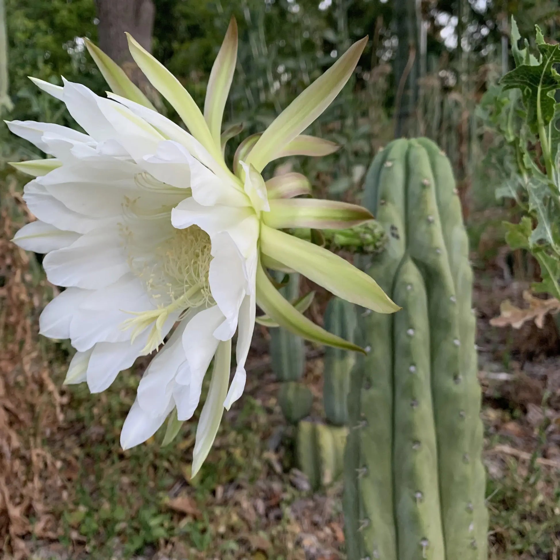 Kathleen - e9 14” tip cut - live cactus plant
