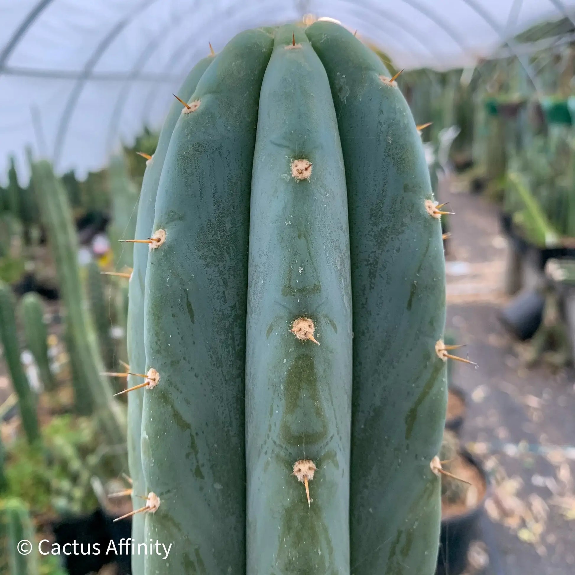 Kathleen - e9 14” tip cut - live cactus plant