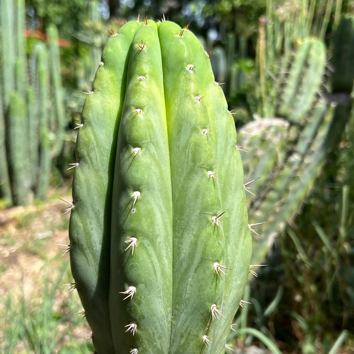 Kimura’s Giant - one 10” tip cutting - live cactus plant