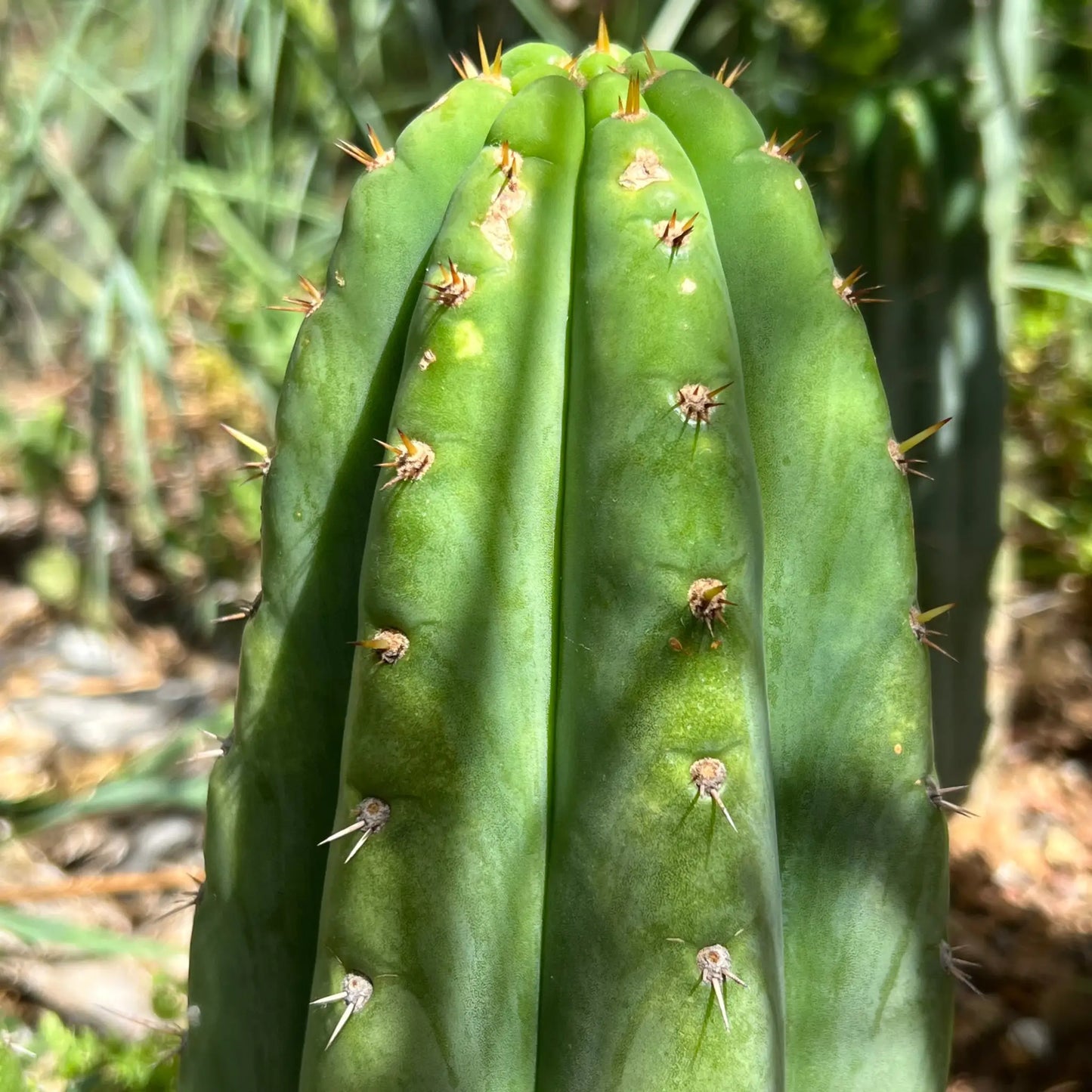 Kimura’s Giant - one 10” tip cutting - live cactus plant