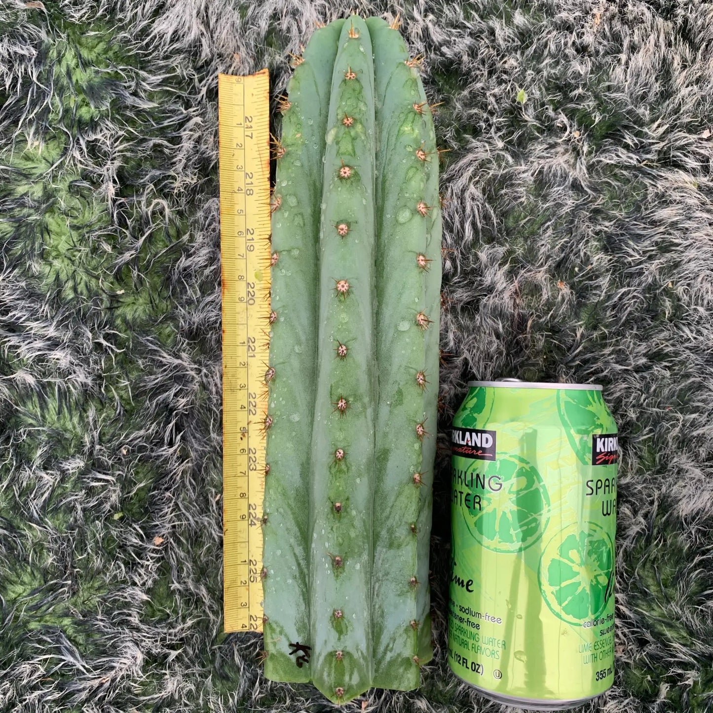 Kimura’s Giant