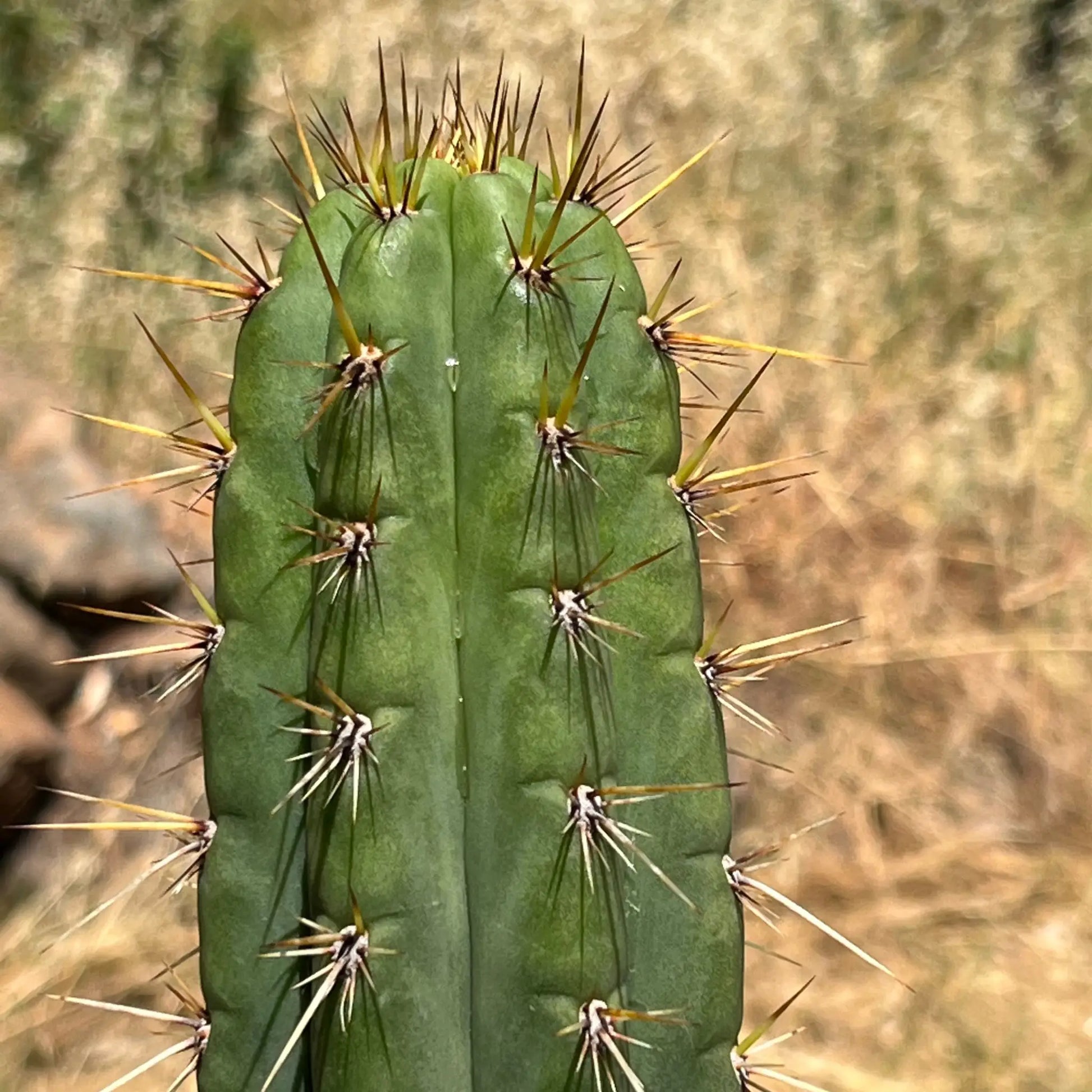 Kimura’s Spiny Giant KSG - K1 10” tip cut - live cactus