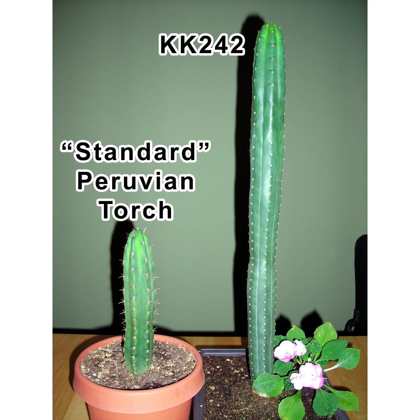KK242 - 10” tip cutting - live cactus plant