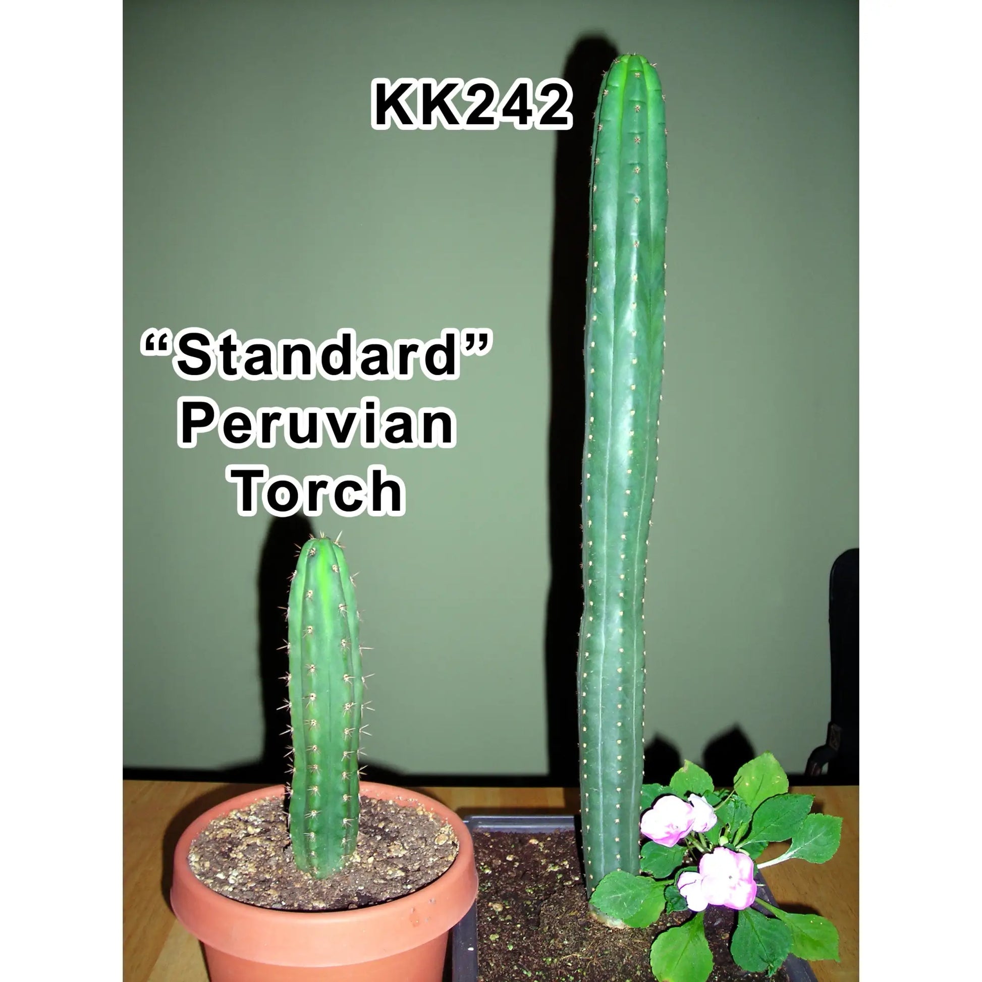 KK242 - 10” tip cutting - live cactus plant