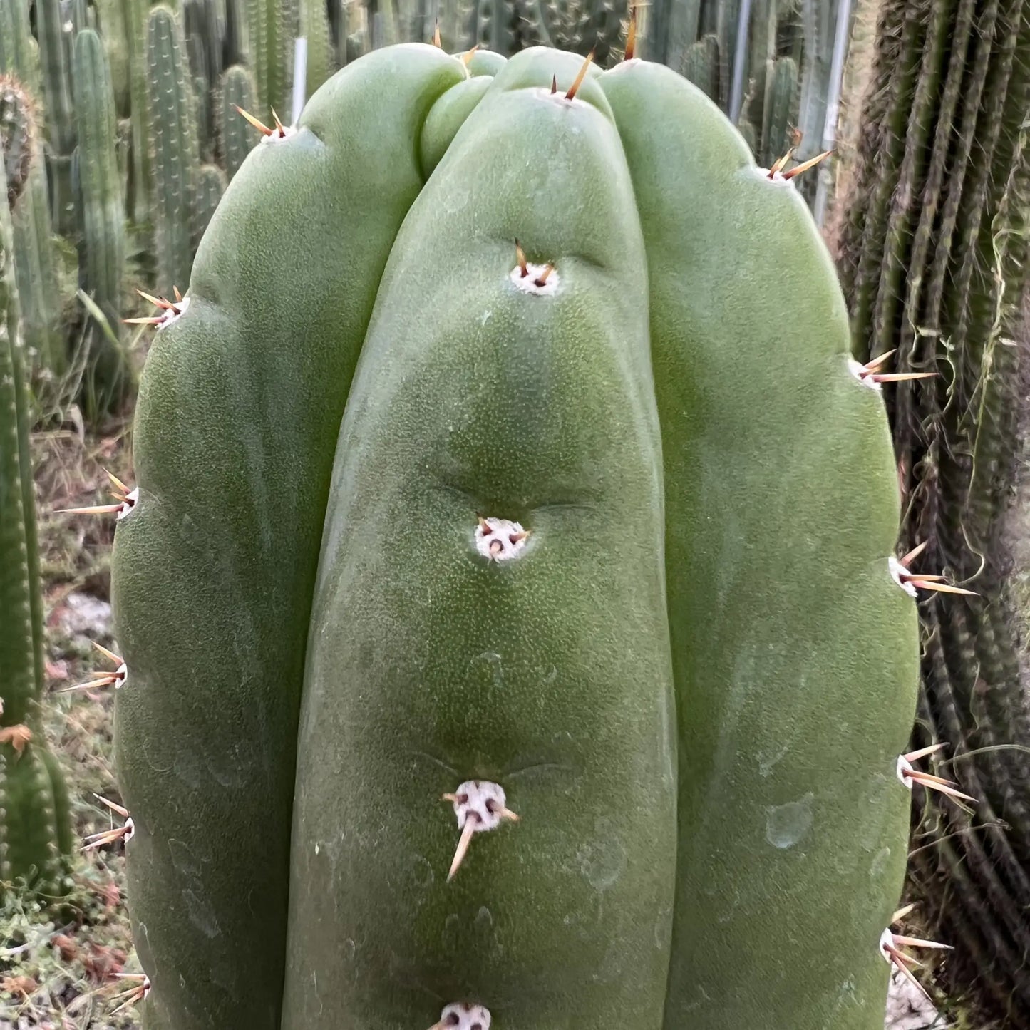 KK336 - one 10” tip cutting - live cactus plant