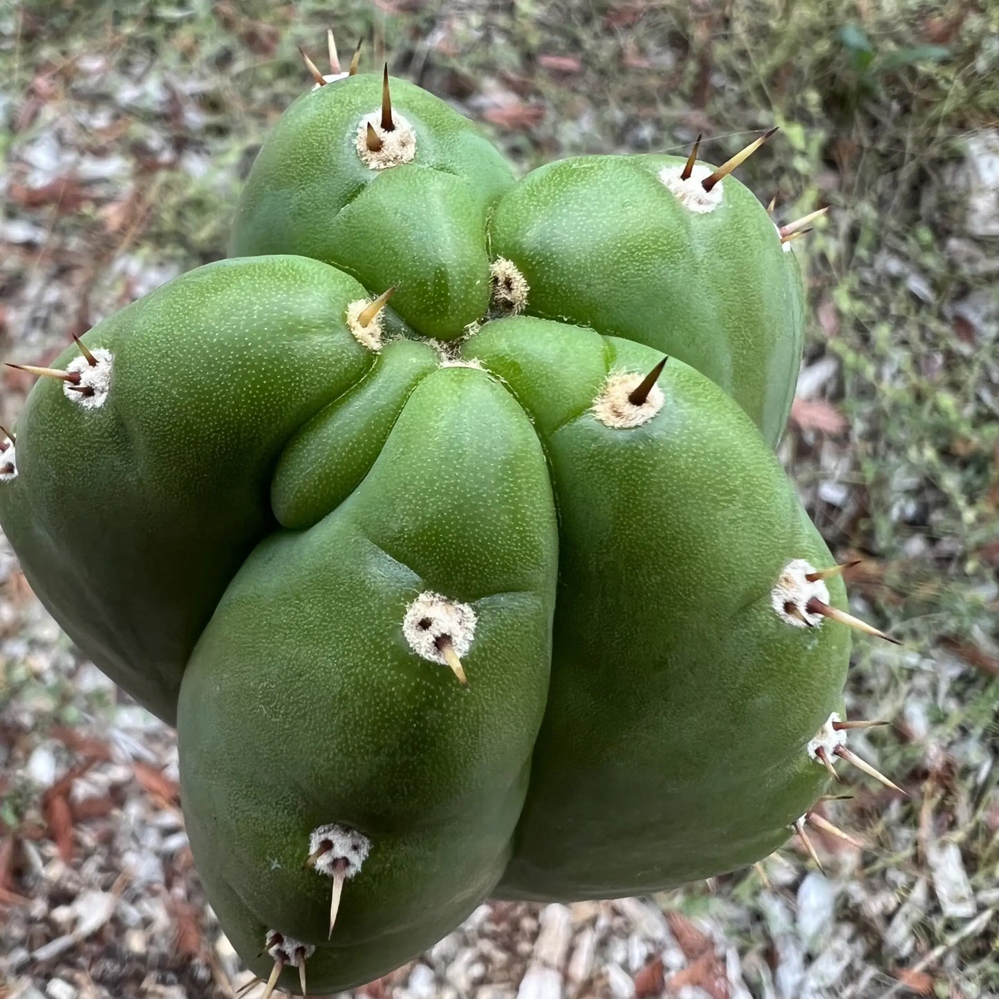 KK336 - one 10” tip cutting - live cactus plant