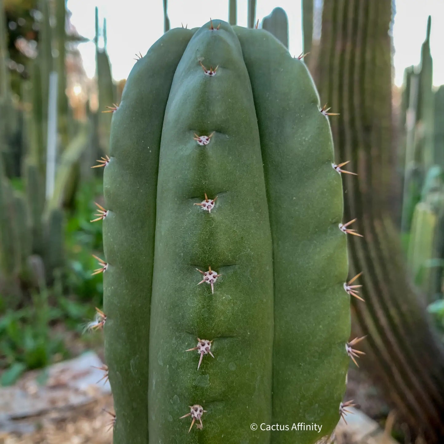 KK336 - one 10” tip cutting - live cactus plant