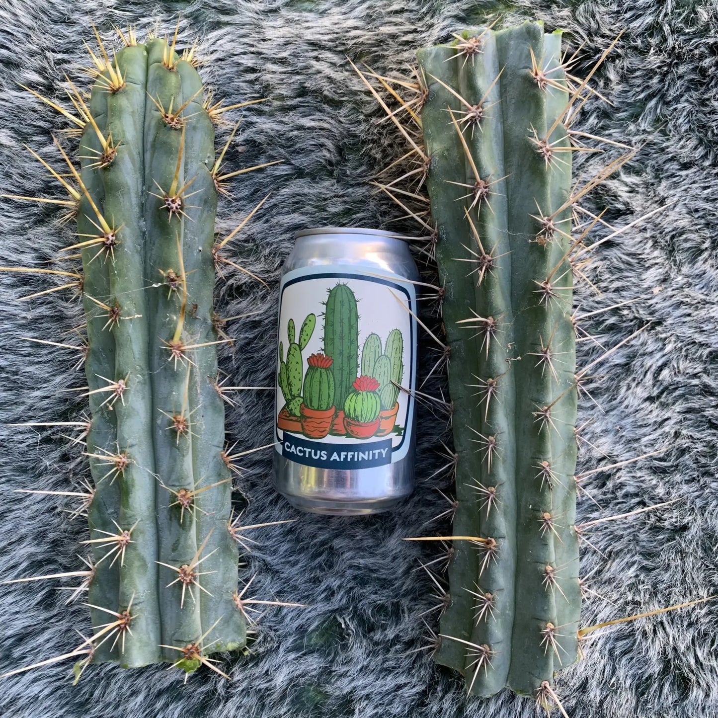 KK338 - 10” tip cut - live cactus plant