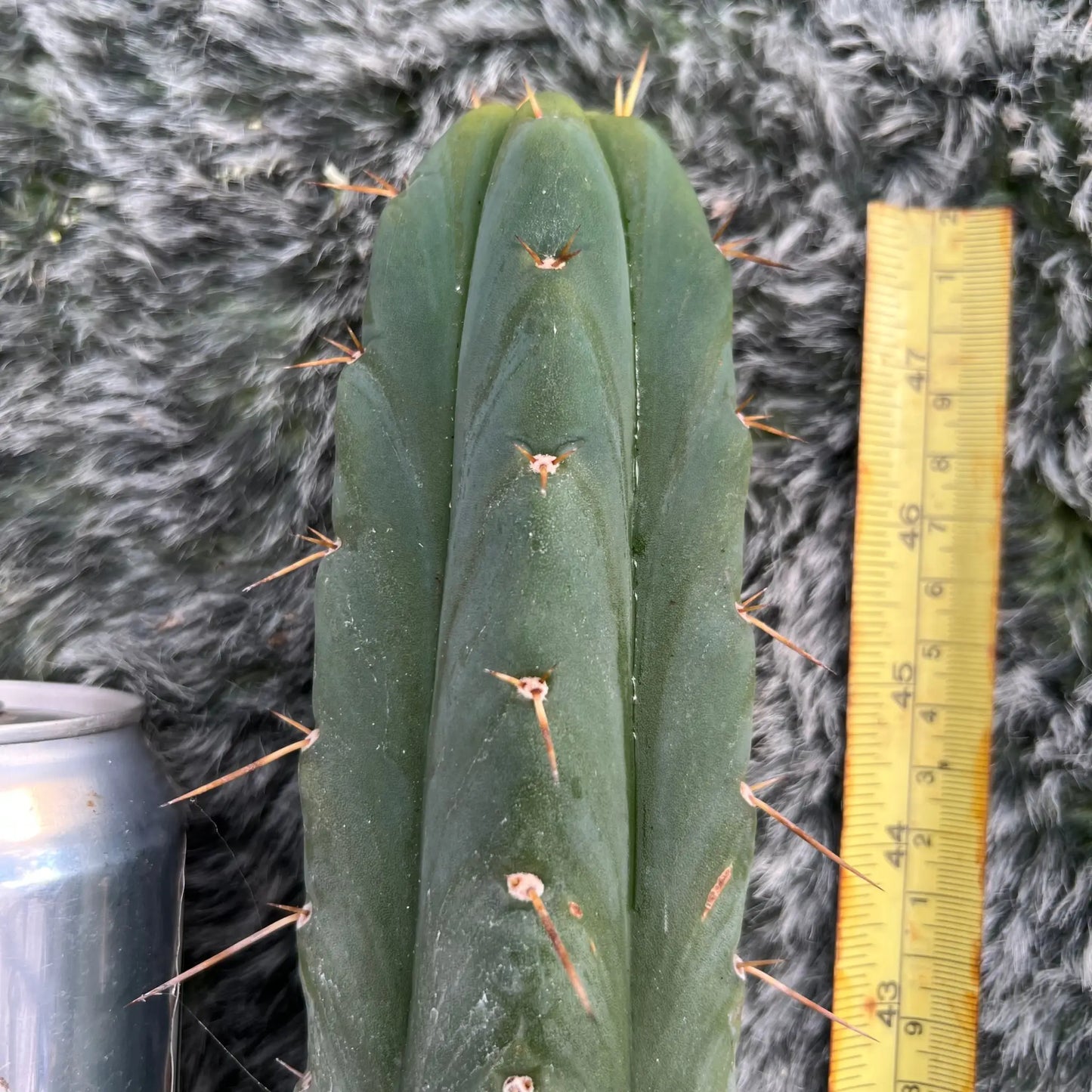 KK919 x TPM - c1 10” tip cut - live cactus plant