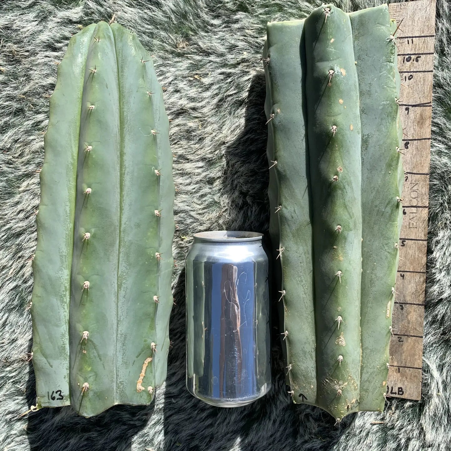 krustyofsky06’s Hybrid #1 JS163 - live cactus plant
