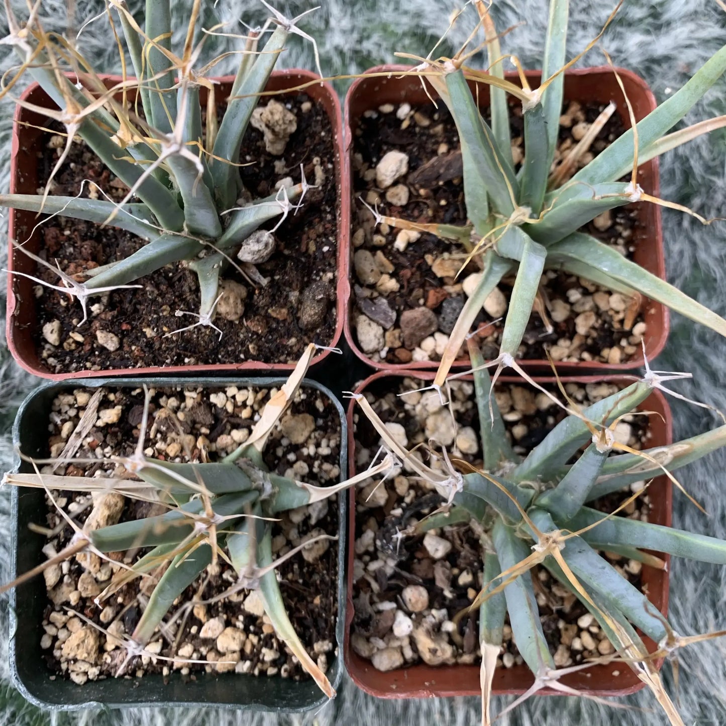 Leuchtenbergia principis - potted