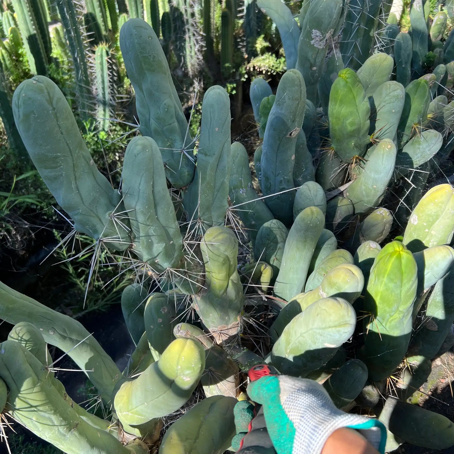 TBM cl. A long form - one 10” tip REVERT - live cactus plant