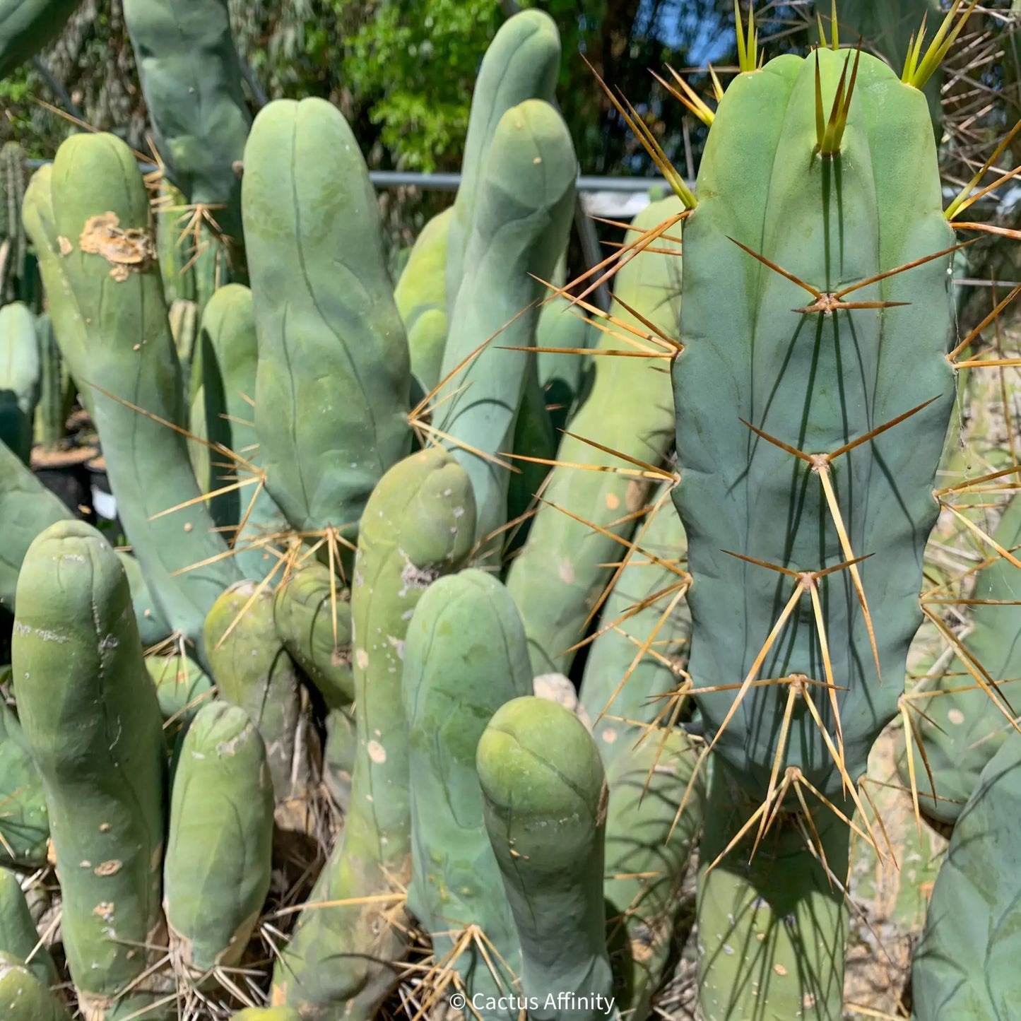 TBM cl. A long form - one 10” tip REVERT - live cactus plant