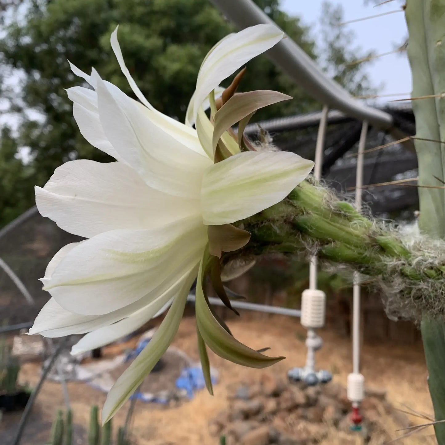 TBM cl. A long form - one 10” tip REVERT - live cactus plant