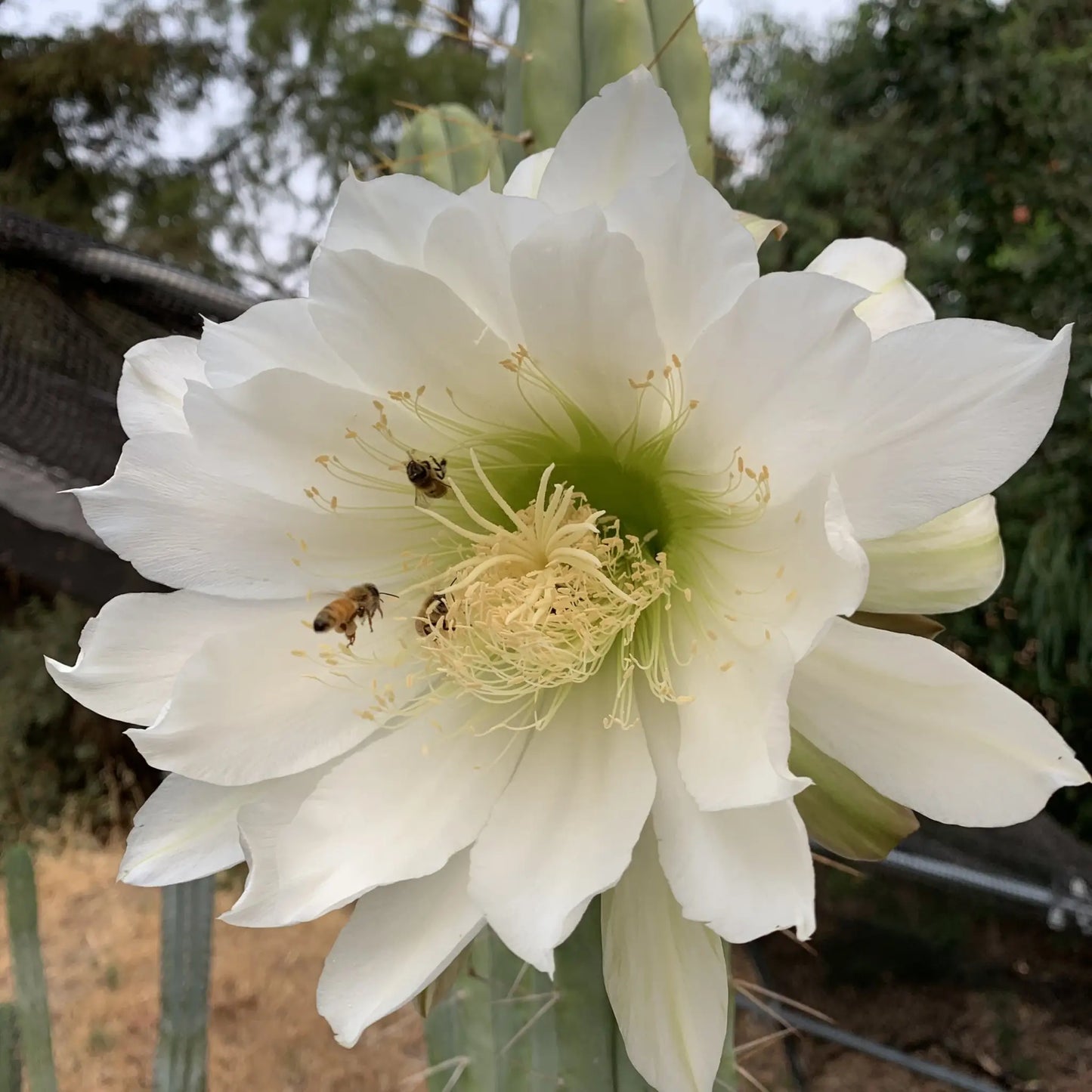 TBM cl. A long form - one 10” tip REVERT - live cactus plant