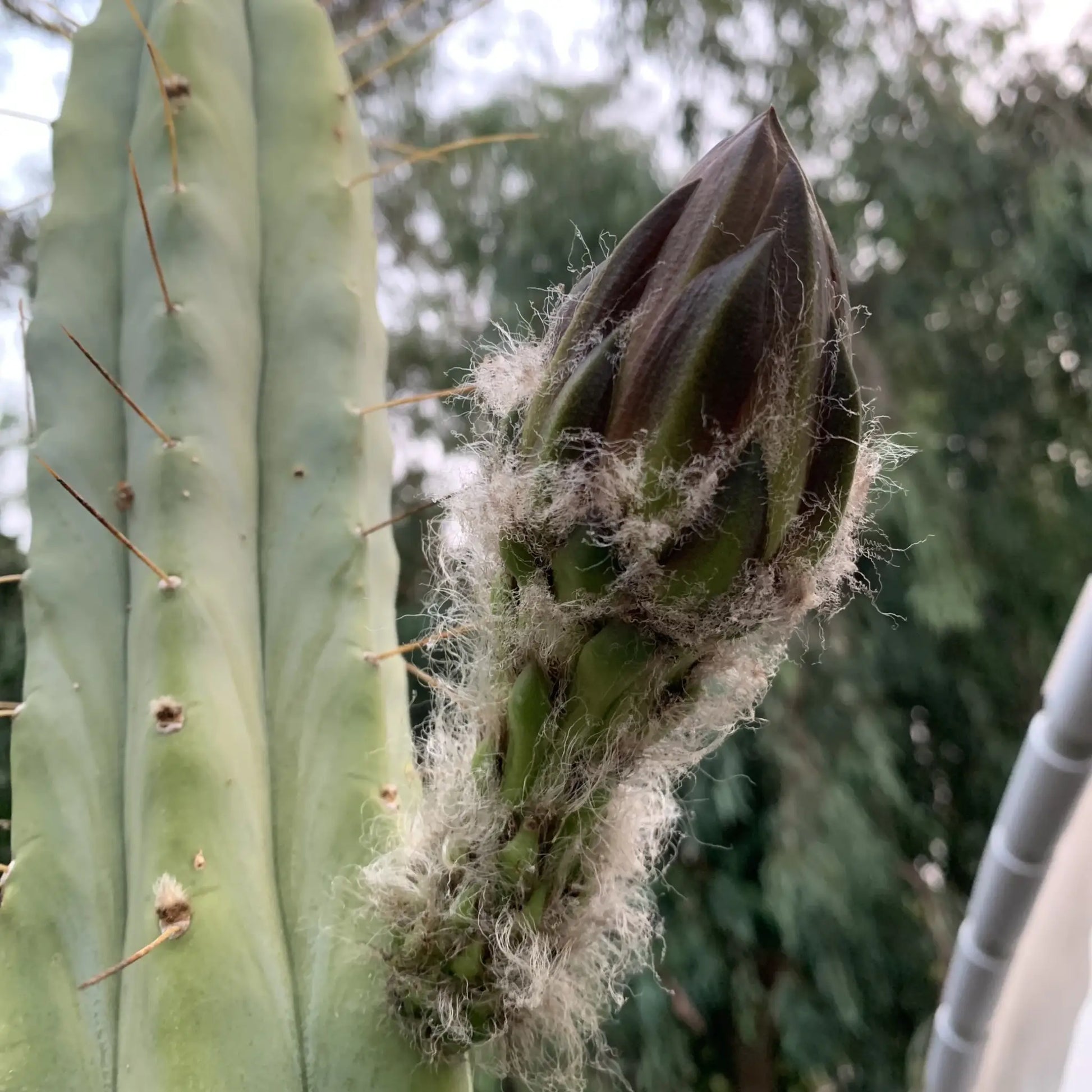 TBM cl. A long form - one 10” tip REVERT - live cactus plant