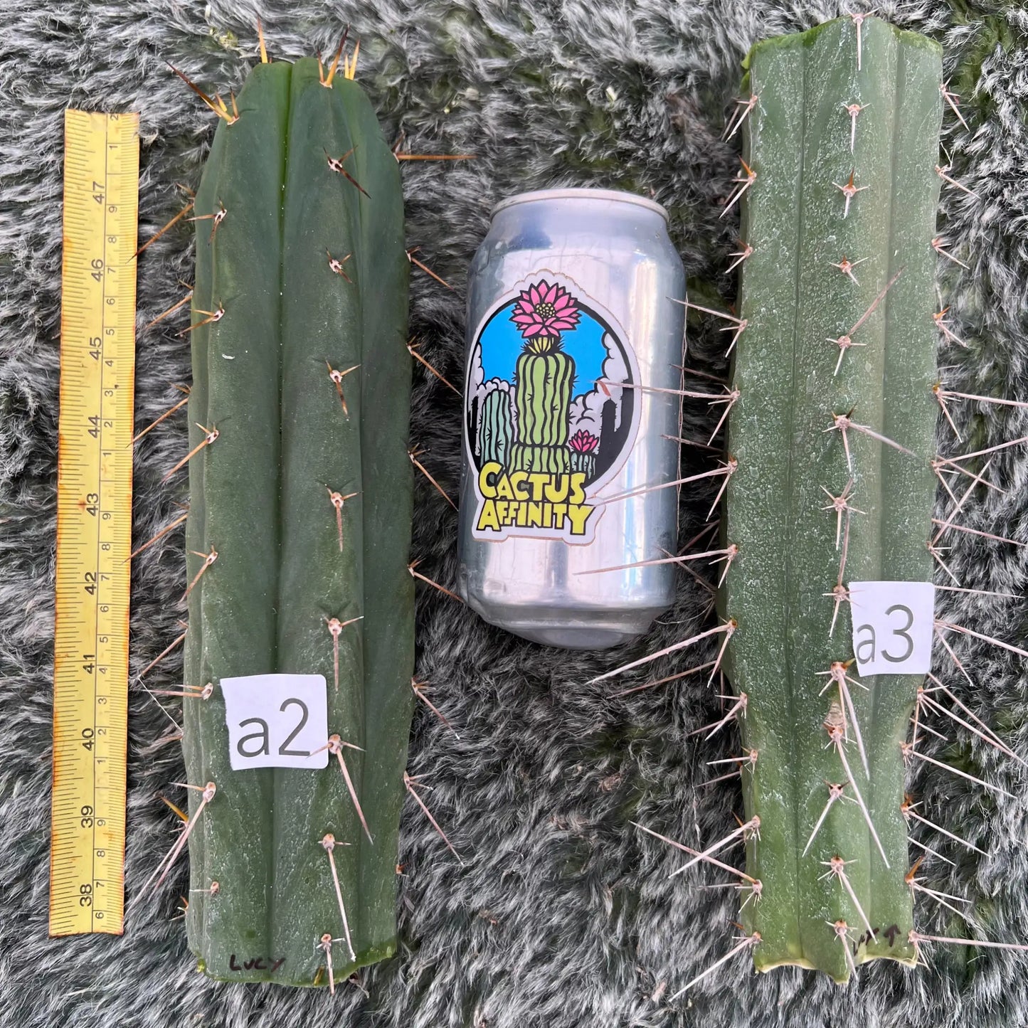 Lucy - a2 10” tip cut - live cactus plant