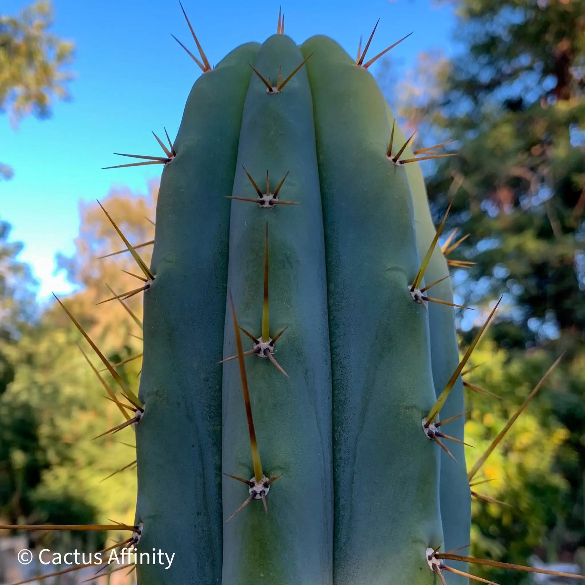 Lumberjackius - live cactus plant