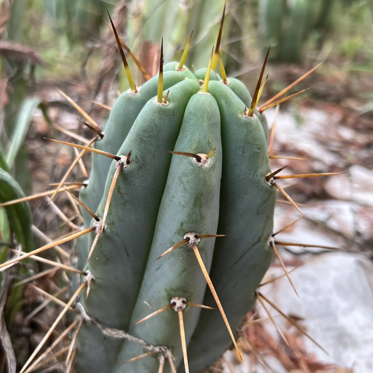 Lumberjackius - live cactus plant