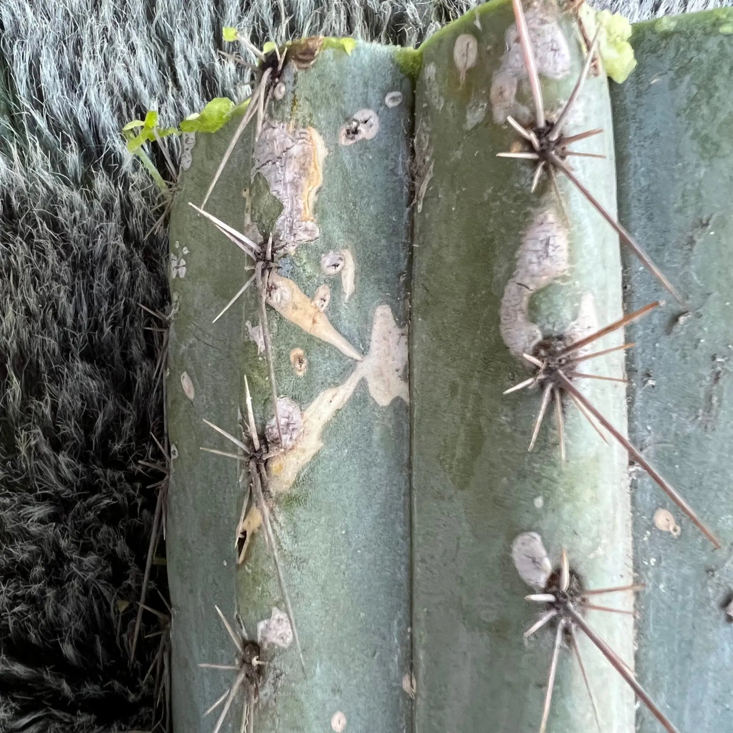 Macro Cactus Plants