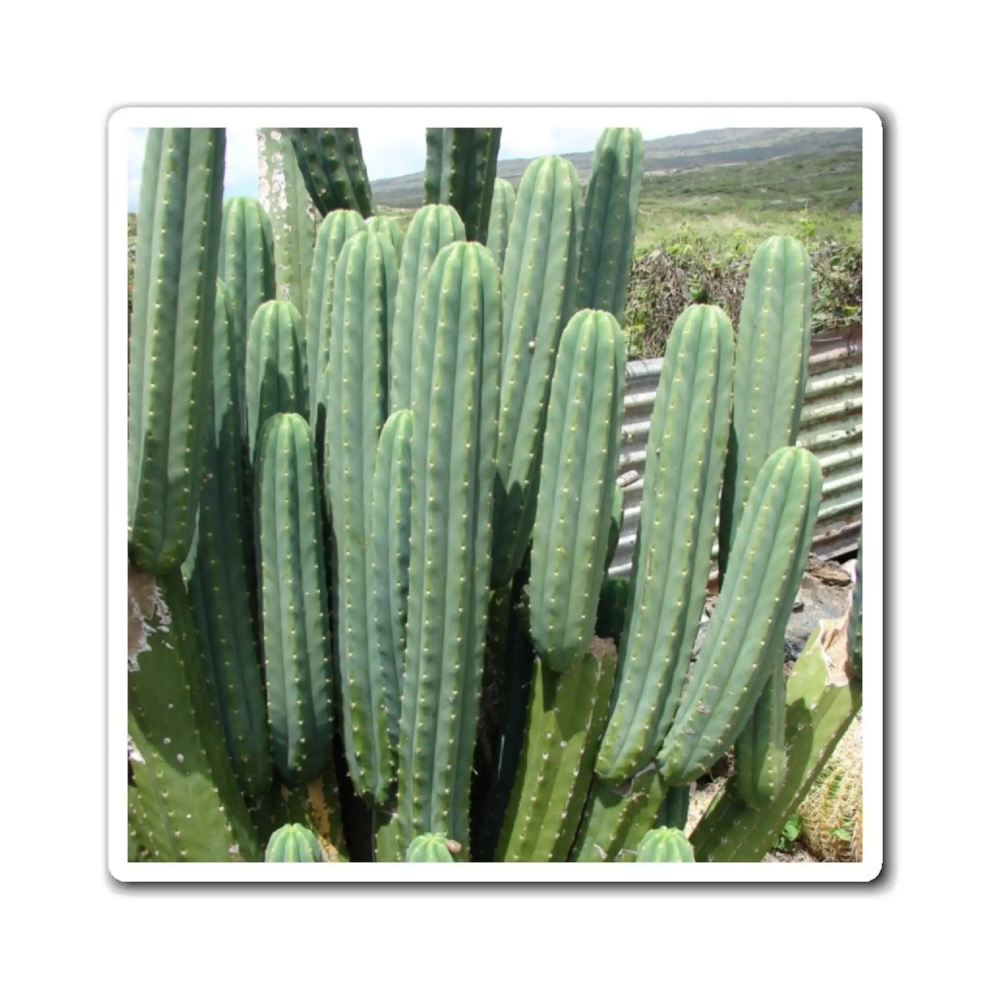 PC magnet - 3’’ × - Magnet