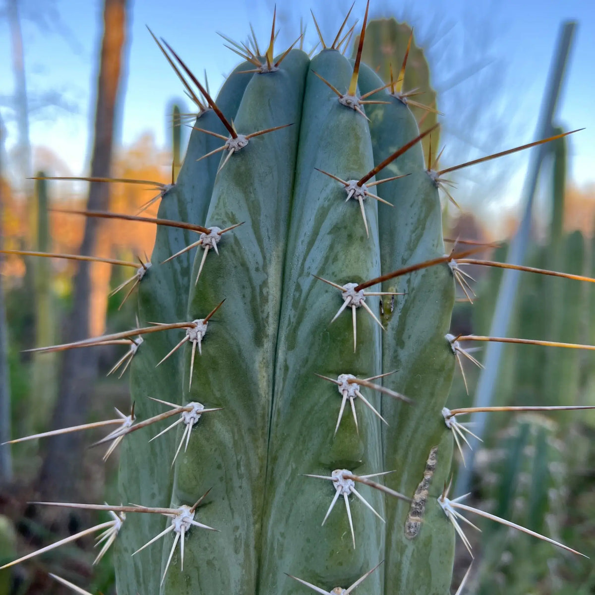 Mesa Garden “pach” - live cactus plant