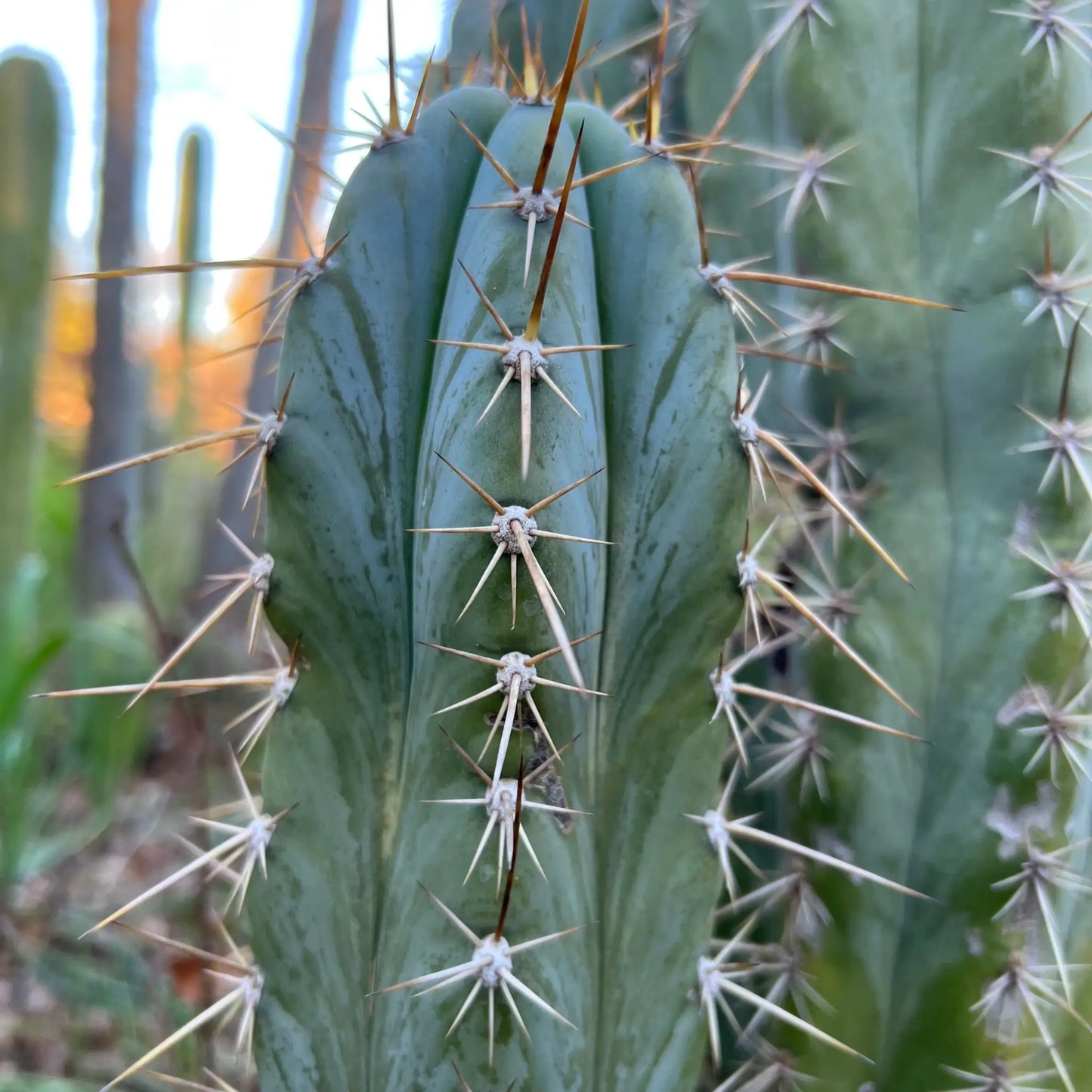 Mesa Garden “pach” - live cactus plant