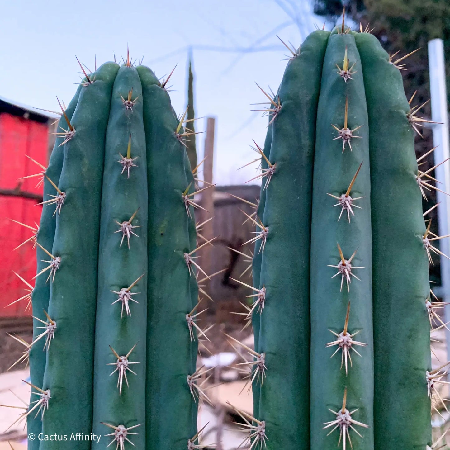 Misplant’s peru2 - c2 12” tip cut - live cactus plant