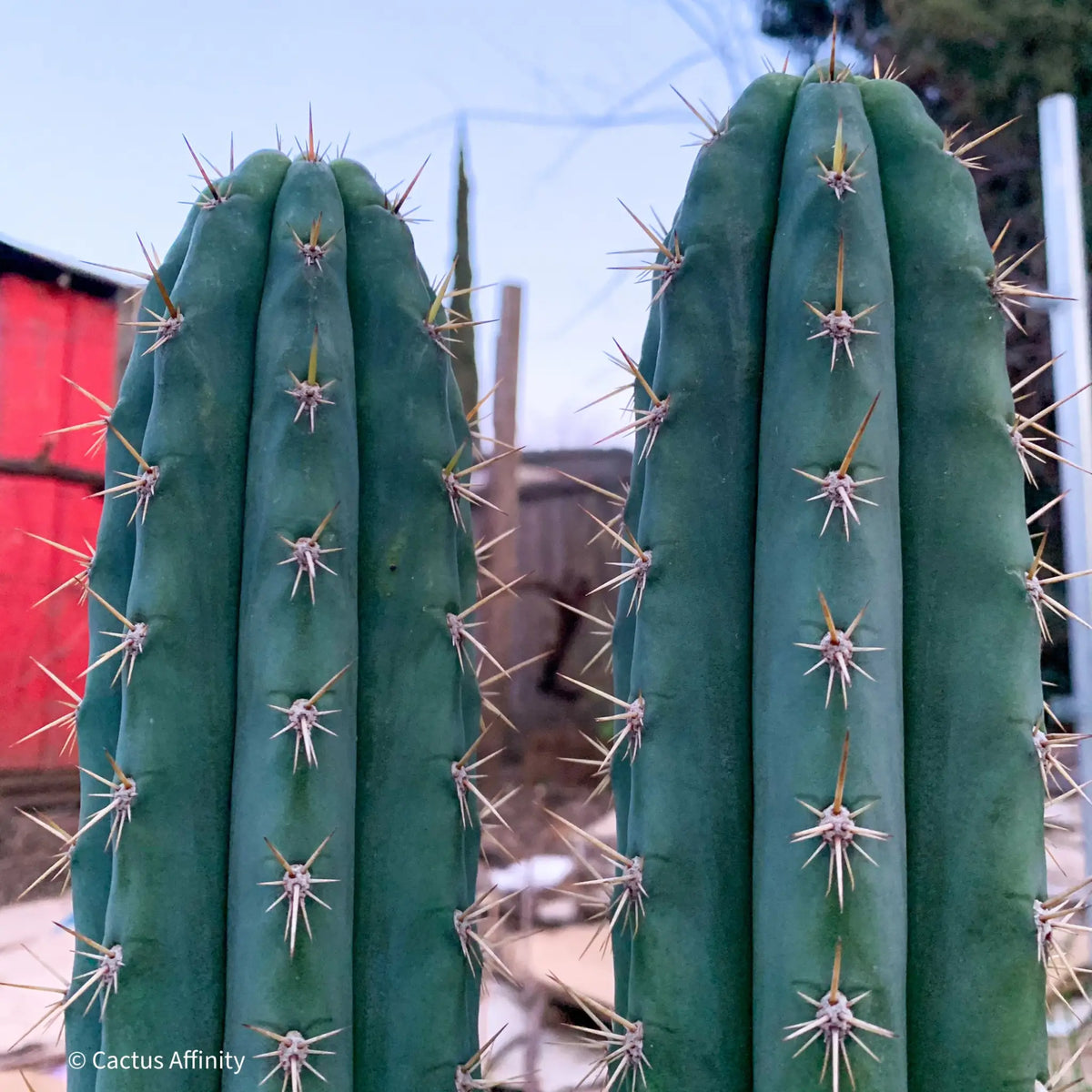 Misplant’s peru2 - c2 12” tip cut - live cactus plant