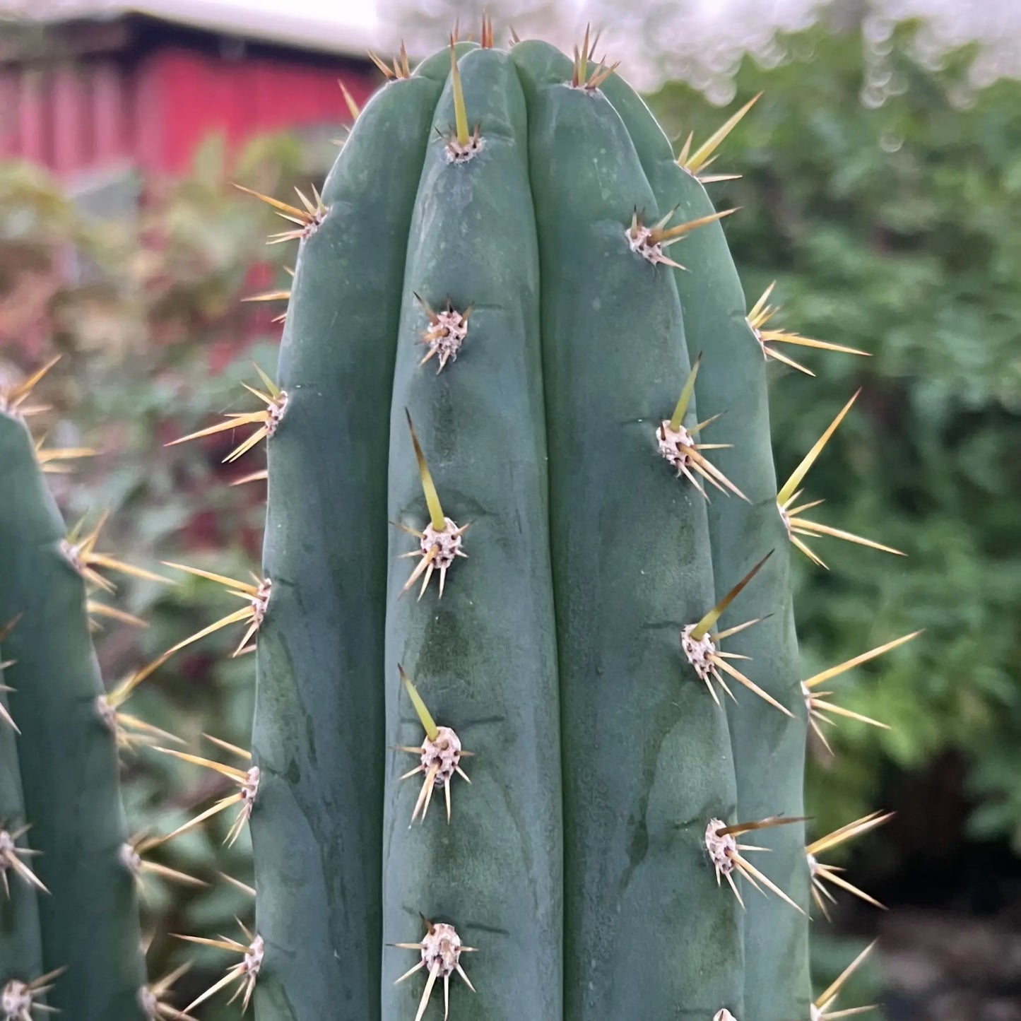 Misplant’s peru2 - c2 12” tip cut - live cactus plant
