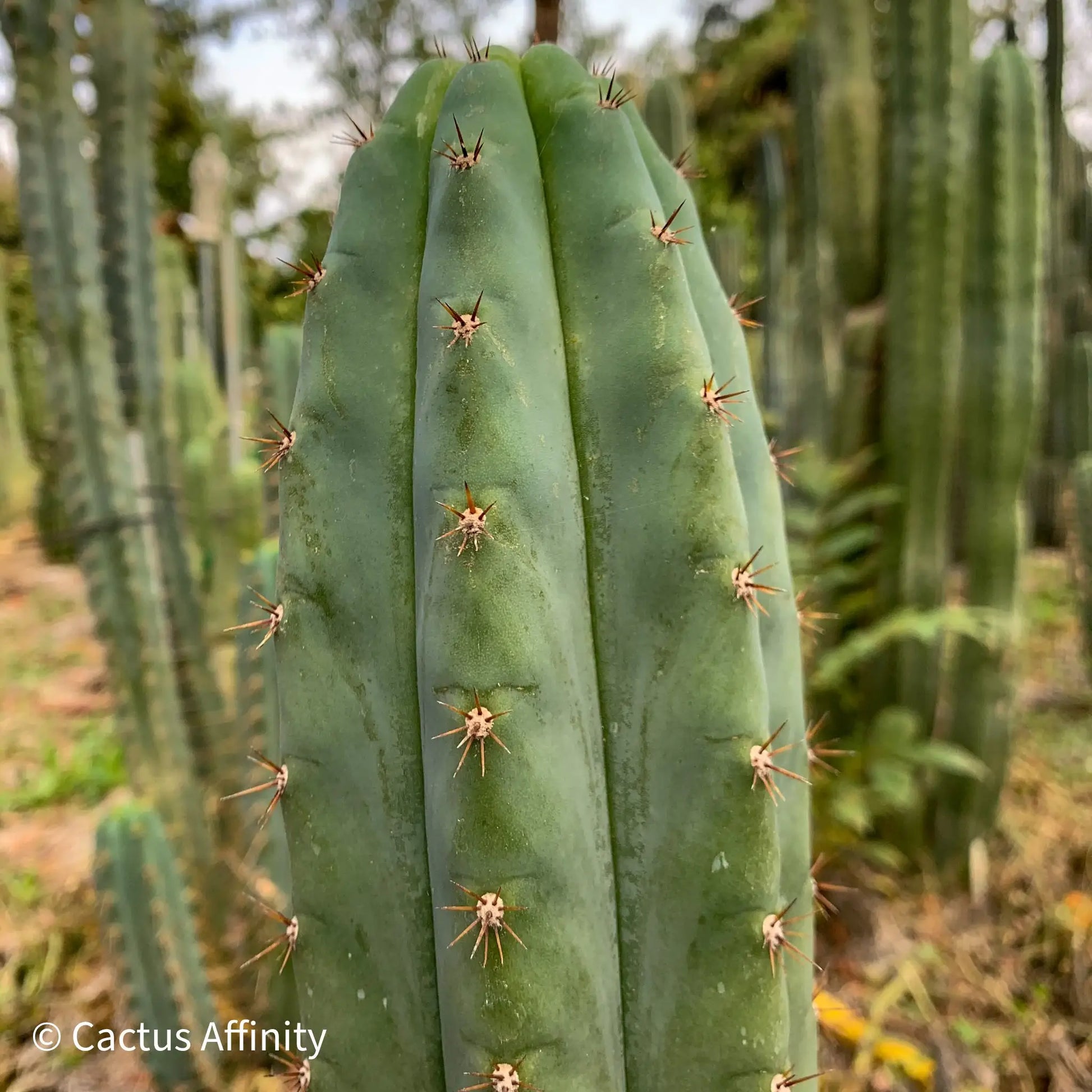 Moran - live cactus plant