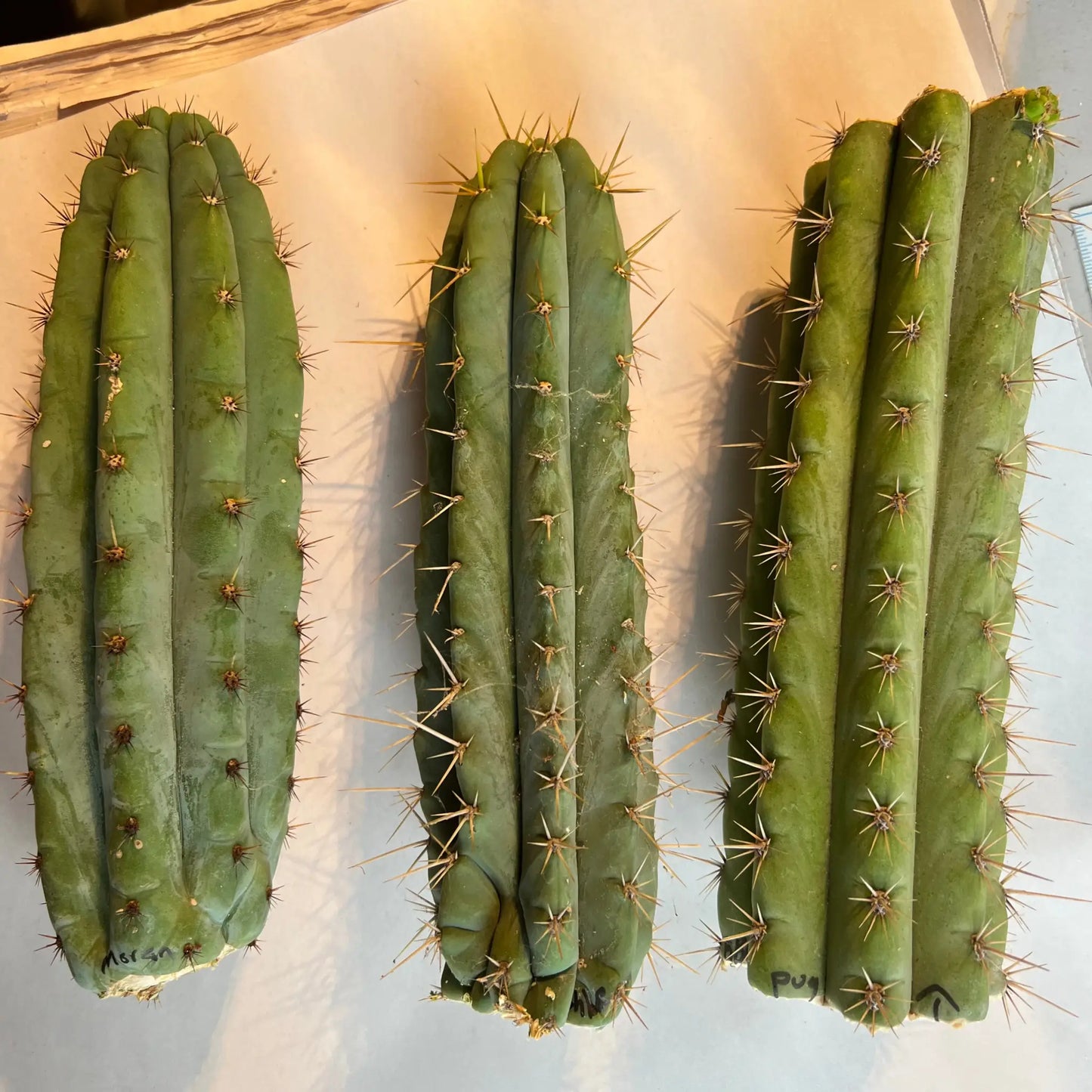 mystery box of cactuses - surprise cactus cuttings pack