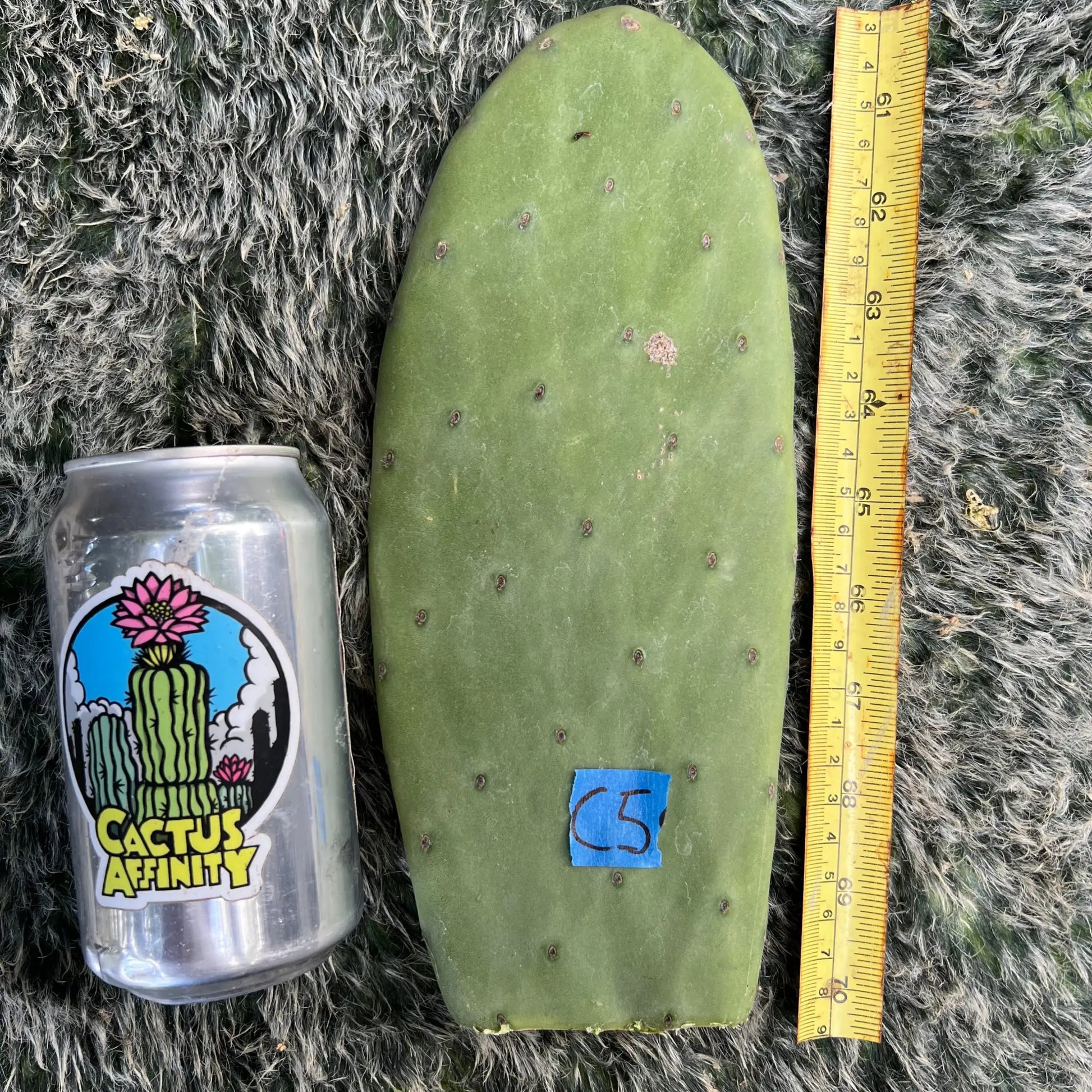 Opuntia - near spineless - C5 10” pad cutting - live