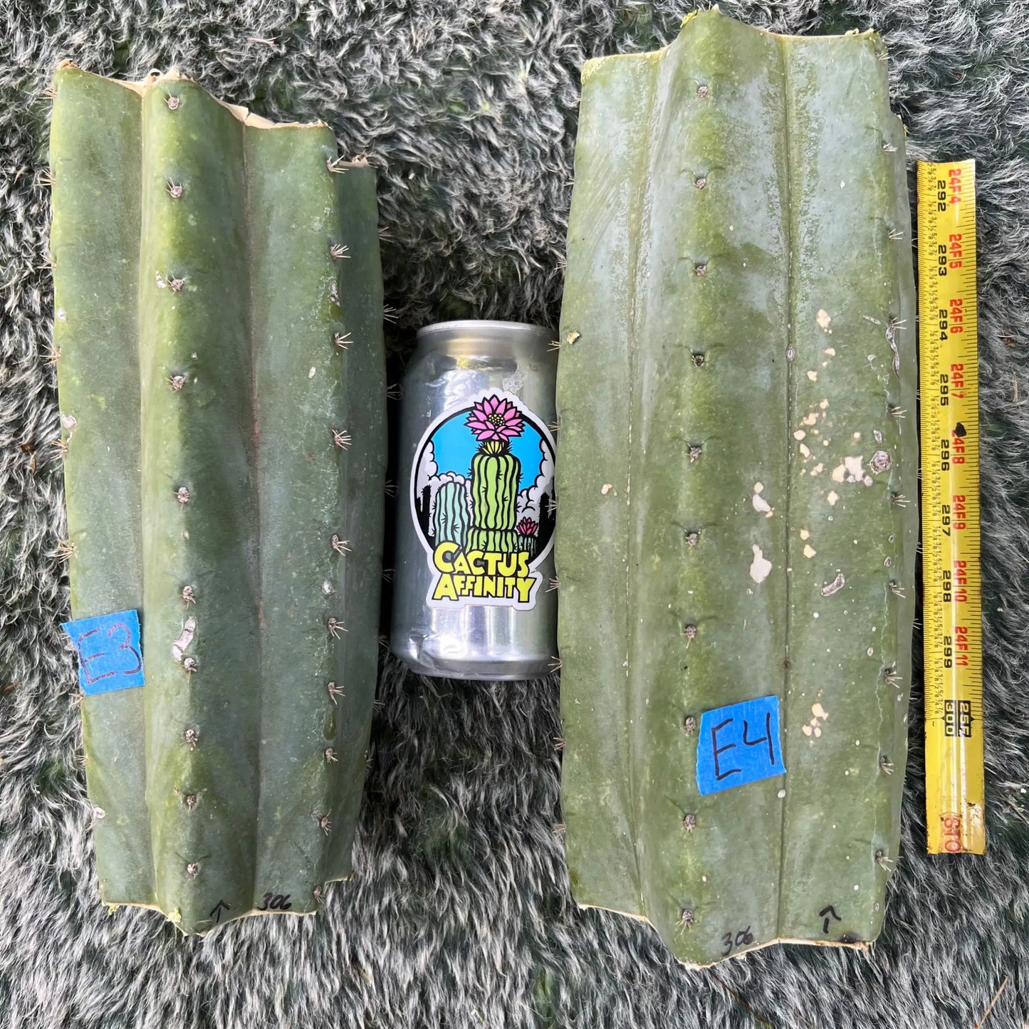 pach JS306 - E3 10” center cut - live cactus plant